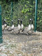 canadagans @ paradijshof, Dieren en Toebehoren, Pluimvee, Meerdere dieren, Gans of Zwaan