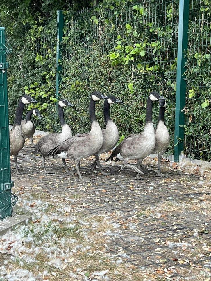 canadagans @ paradijshof, Dieren en Toebehoren, Pluimvee, Gans of Zwaan, Meerdere dieren