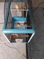 Mooie kanaries (15€ per stuk)3 doffer en 2 pop, Dieren en Toebehoren