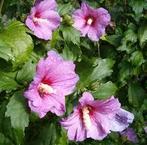hibiscus, Tuin en Terras, Vaste plant, Halfschaduw, Zomer, Ophalen