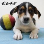 Belgische Fox (Boerenfox) Belgische puppy's te koop, België, CDV (hondenziekte), 8 tot 15 weken, Meerdere