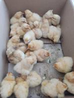 pluimvee, Dieren en Toebehoren, Pluimvee, Geslacht onbekend, Kip