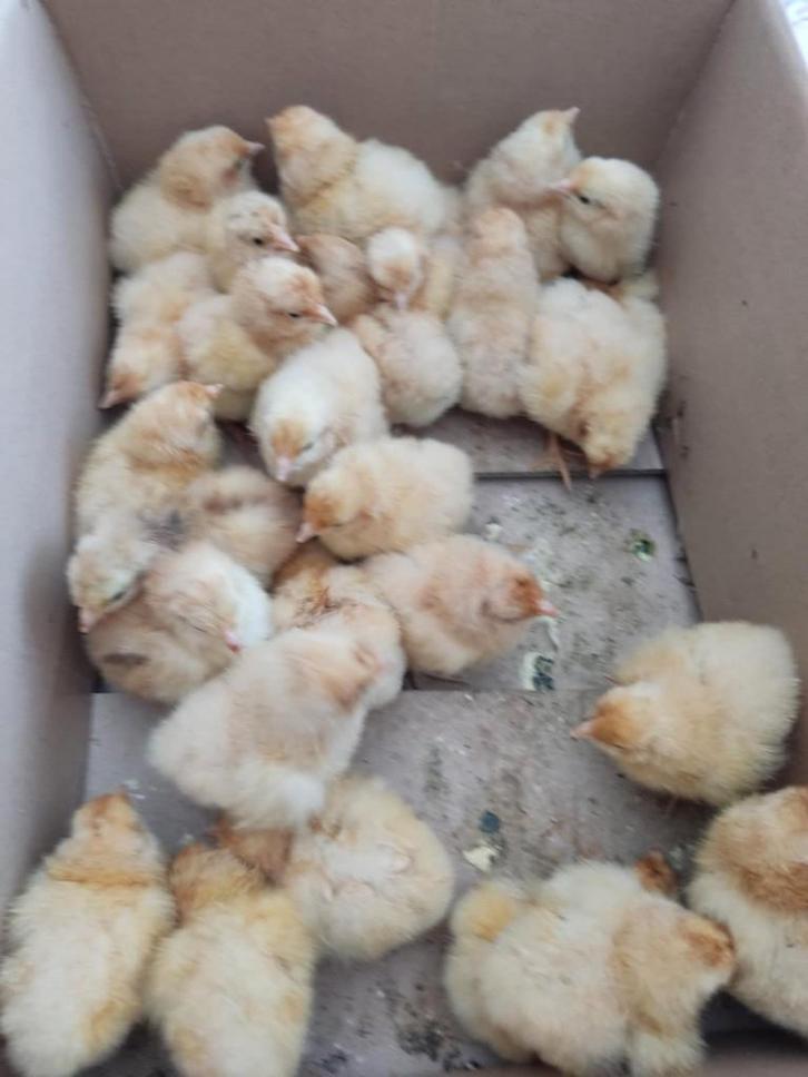 pluimvee, Dieren en Toebehoren, Pluimvee, Kip, Geslacht onbekend