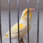 Mannelijke kanarie 2024, Animaux & Accessoires, Oiseaux | Canaris