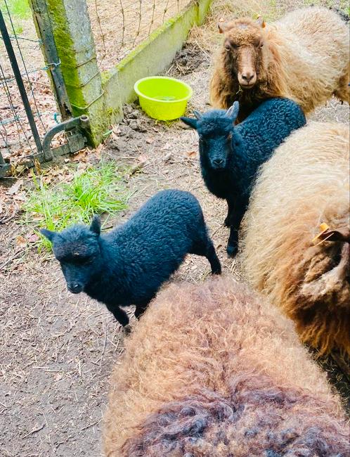 Mooie Ouessant lammetjes van april ‘24, Dieren en Toebehoren, Schapen, Geiten en Varkens, Schaap, Meerdere dieren, 0 tot 2 jaar