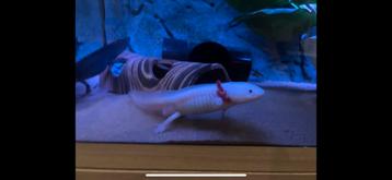 Axolotl - mannetje Roze  beschikbaar voor biedingen