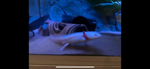 Axolotl - mannetje Roze, Dieren en Toebehoren, Vissen | Aquariumvissen