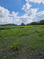 Weide te huur voor paarden te GENTBRUGGE, Dieren en Toebehoren, Weidegang, 4 paarden of pony's of meer