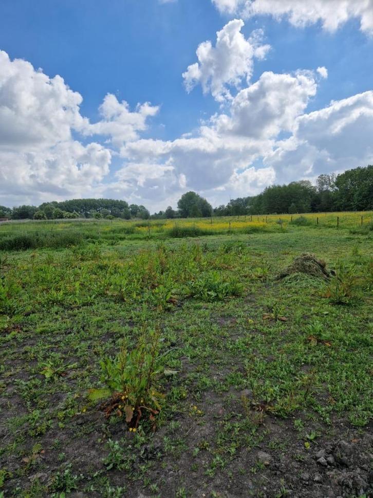 Weide te huur voor paarden te GENTBRUGGE, Dieren en Toebehoren, Stalling en Weidegang, Stalling, Weidegang, 4 paarden of pony's of meer