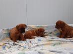 Bordeaux dog pups / bordeauxdogpups/ bordeauxdog, Dieren en Toebehoren, België, Fokker | Hobbymatig, 8 tot 15 weken, CDV (hondenziekte)