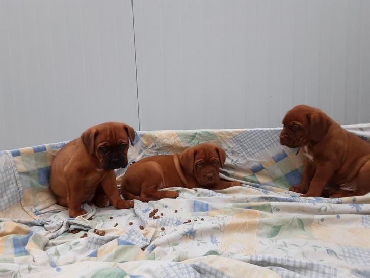 Bordeaux dog pups / bordeauxdogpups/ bordeauxdog, Dieren en Toebehoren, Honden | Bulldogs, Pinschers en Molossers, Meerdere dieren