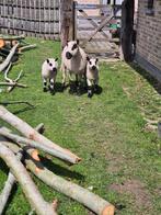 Schapen, Dieren en Toebehoren, Schapen, Geiten en Varkens, Meerdere dieren, Schaap, 3 tot 5 jaar