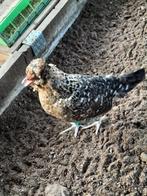 Trio olijfleggers, Dieren en Toebehoren, Pluimvee, Meerdere dieren, Kip