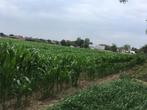 Mais op stam 4,5ha ! N.o.t.k., Ophalen