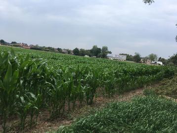 Mais op stam 4,5ha ! N.o.t.k. beschikbaar voor biedingen