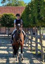 Topbraaf allround paard te koop, Dieren en Toebehoren, Paarden, Merrie, Gechipt, Zadelmak, 3 tot 6 jaar