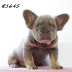 FLUFFY Franse Bulldog (teefjes) te koop, 15 weken tot 1 jaar, Handelaar, Buitenland, Bulldog