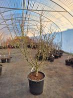 Acer palmatum Jerre Schwartz - japanse esdoorn, Tuin en Terras, Ophalen