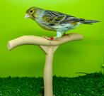 Grote keuze aan mannelijke kanaries, Mannelijk