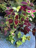 Siernetel / Kamerplant (coleus), Huis en Inrichting, Kamerplanten, Ophalen, In pot