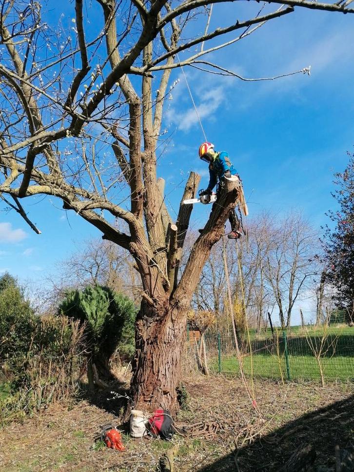 Elagueur grimpeur abattage artcorde, Zakelijke goederen, Machines en Bouw | Tuin, Park en Bosbouw