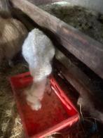 Klein rammetje, Dieren en Toebehoren, Schapen, Geiten en Varkens, Mannelijk, Schaap