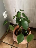 Pannekoekeplant kamerplant met scheutjes, Maison & Meubles, Plantes d'intérieur, Enlèvement