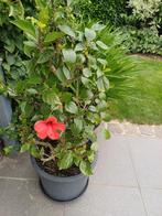 Spaanse Hibiscus 1,20m hoog., Tuin en Terras, Planten | Tuinplanten, Ophalen, Zomer