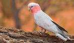 Perroquet rosalbin porteur lutino, Dieren en Toebehoren, Vogels | Parkieten en Papegaaien, Mannelijk, Papegaai