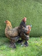 Koppels brahma goud-patrijs, Dieren en Toebehoren, Pluimvee, Kip