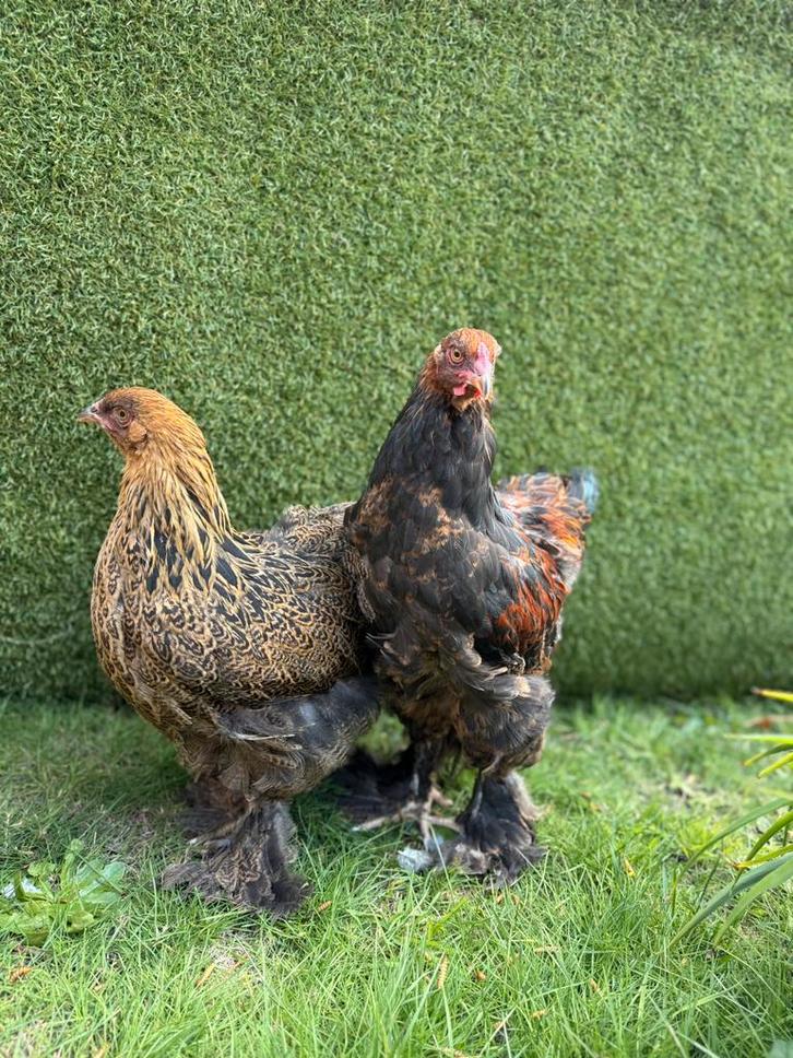 Koppels brahma goud-patrijs, Dieren en Toebehoren, Pluimvee, Kip