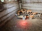 kinderboerderij verkoopt legkippen, Dieren en Toebehoren, Vrouwelijk