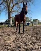 Recreatie / fokmerrie, Dieren en Toebehoren, Merrie, Met stamboom, Niet van toepassing, 160 tot 165 cm