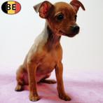 Pinscher puppy's te koop (Belgisch), Dieren en Toebehoren, Honden | Bulldogs, Pinschers en Molossers, België, CDV (hondenziekte)