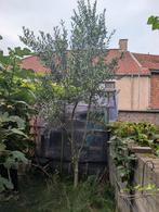 Olijfboom te koop €200, Tuin en Terras, Planten | Bomen, Ophalen, Olijfboom