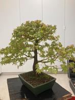 Bonsai acer palmatum, Tuin en Terras, Planten | Bomen, Ophalen