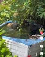 Zoekt oude kano of roeiboot, Ophalen, Gebruikt, Overige typen