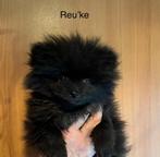 Dwergkees ( Pomeranian) pups, Animaux & Accessoires, Chiens | Huskys, Loulous & Types primitifs, Parvovirose, Plusieurs, Loulou