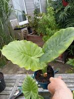 Alocasia, Ophalen