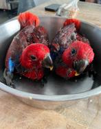 Edelpapegaai po, Dieren en Toebehoren, Vogels | Parkieten en Papegaaien