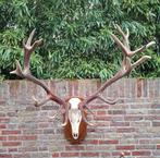 Schedel XXXL gewei edelhert opgezette jacht taxidermie hert, Ophalen, Hert, Schedel