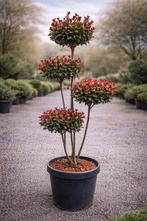 Photinia ponpon, Enlèvement, Mi-ombre