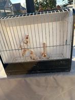 Isabel bruin zebravinken, Ophalen of Verzenden, Zo goed als nieuw