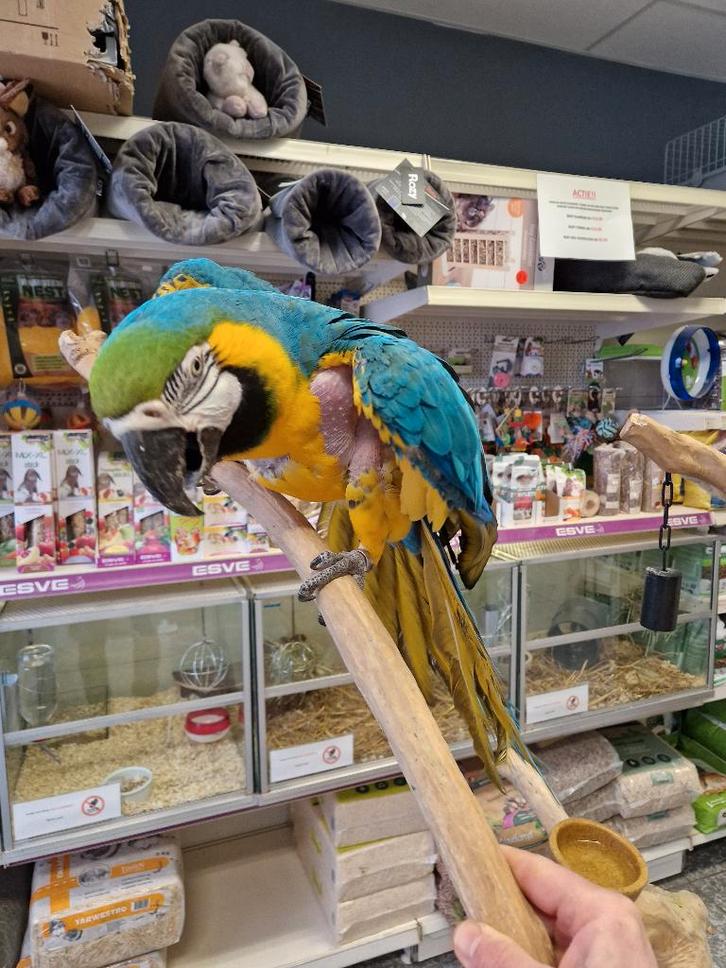 blauw gele ara man 2014, Dieren en Toebehoren, Vogels | Parkieten en Papegaaien, Papegaai, Mannelijk, Pratend, Tam, Geringd