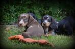 Teckel pups korthaar, België, CDV (hondenziekte), 8 tot 15 weken, Korthaar