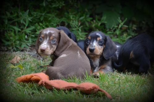 Teckel pups korthaar, Dieren en Toebehoren, Honden | Teckels en Dashonden, Meerdere dieren, Korthaar, Fokker | Professioneel, Meerdere