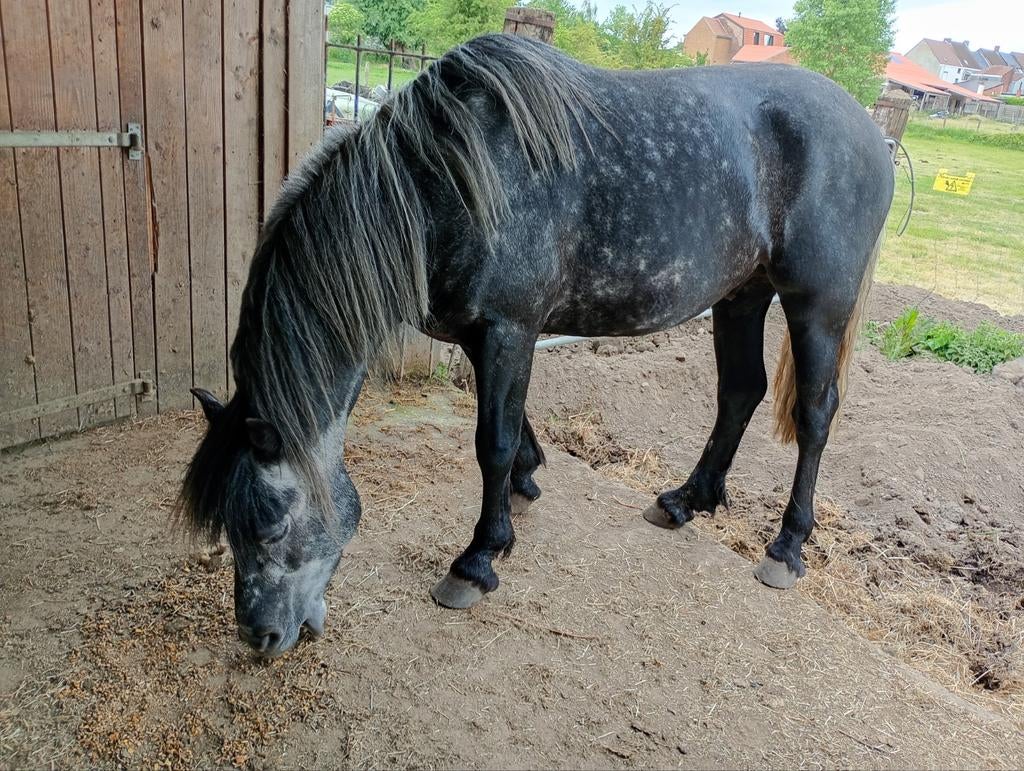 Ik verkoop  volspaanse bloed, Dieren en Toebehoren, Paarden, Ruin