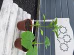 Plants 1.5e courgettes poivrons piments, Jardin & Terrasse, Plantes | Jardin, Annuelle, Enlèvement, Plantes potagères