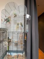 PARKIETEN PLUS KOOI, Dieren en Toebehoren, Parkiet