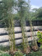 Mooie kluit bamboe Fargesia niet woekerend 10€, Tuin en Terras, Planten | Tuinplanten, Ophalen of Verzenden